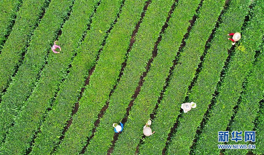 ����(j��ng)������1���ؑc��ɽ�����Ĳɲ�æ