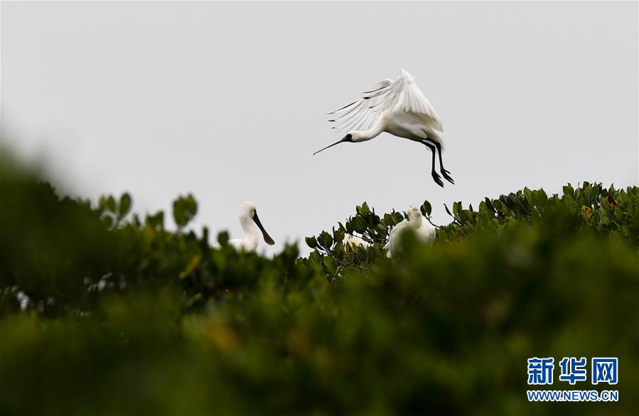 (環(huán)境)(1)早春琵鷺飛