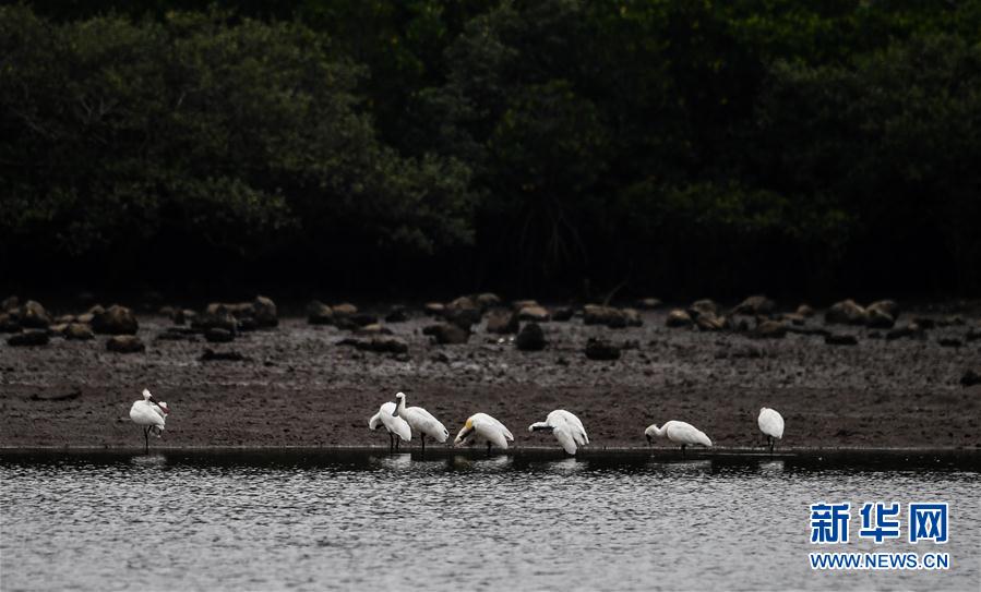(環(huán)境)(3)早春琵鷺飛