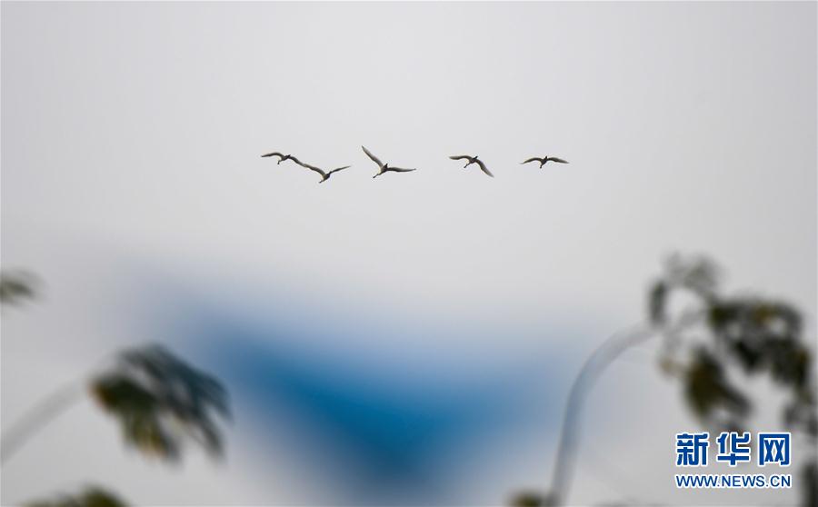 (環(huán)境)(4)早春琵鷺飛