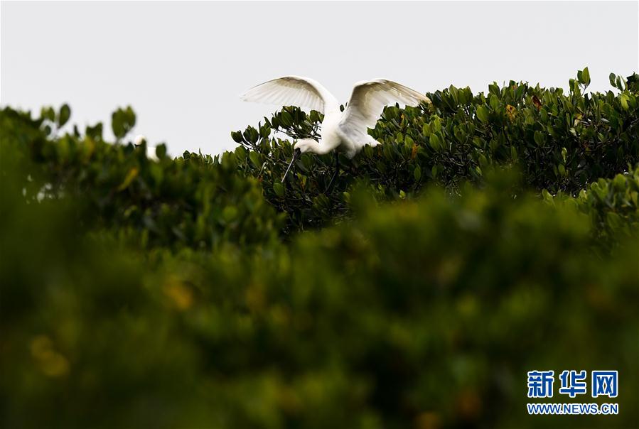 (環(huán)境)(5)早春琵鷺飛