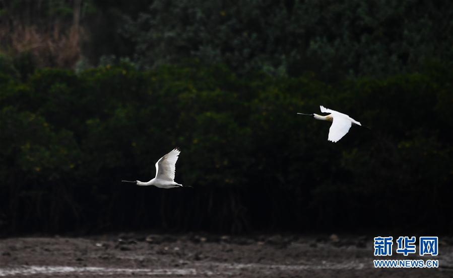 (環(huán)境)(6)早春琵鷺飛