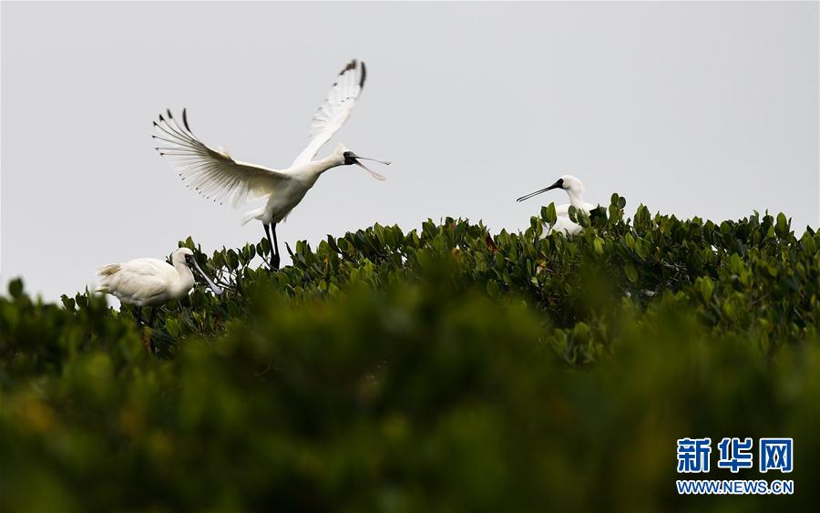 (新華視界)(1)早春琵鷺飛
