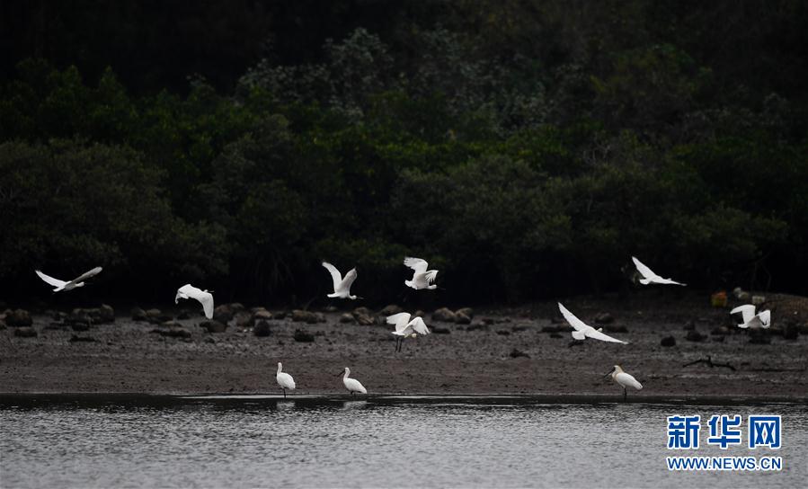 (新華視界)(2)早春琵鷺飛