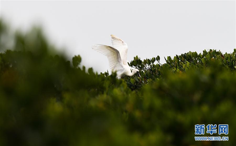 (新華視界)(3)早春琵鷺飛