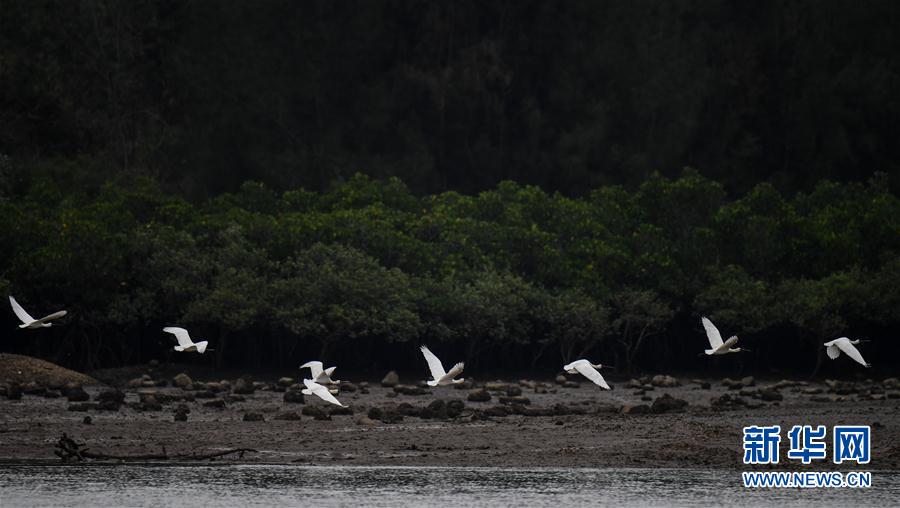 (新華視界)(4)早春琵鷺飛