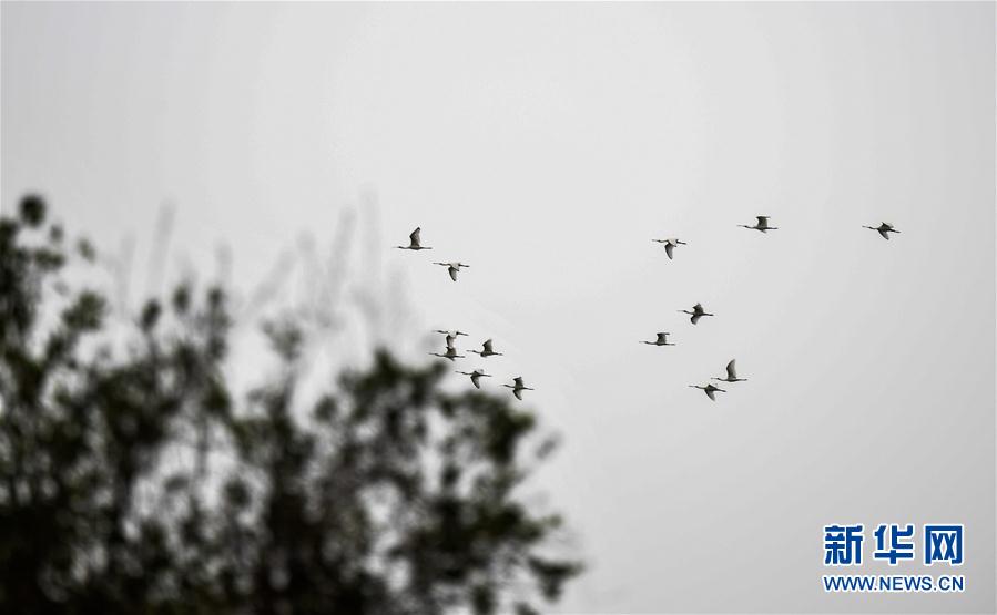 (新華視界)(5)早春琵鷺飛