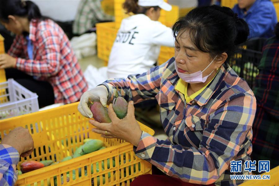 (經(jīng)濟(jì))(2)海南三亞:依附自然優(yōu)勢(shì) 做大芒果產(chǎn)業(yè) (經(jīng)濟(jì))(2)海南三亞:依附自然優(yōu)勢(shì) 做大芒果產(chǎn)業(yè)