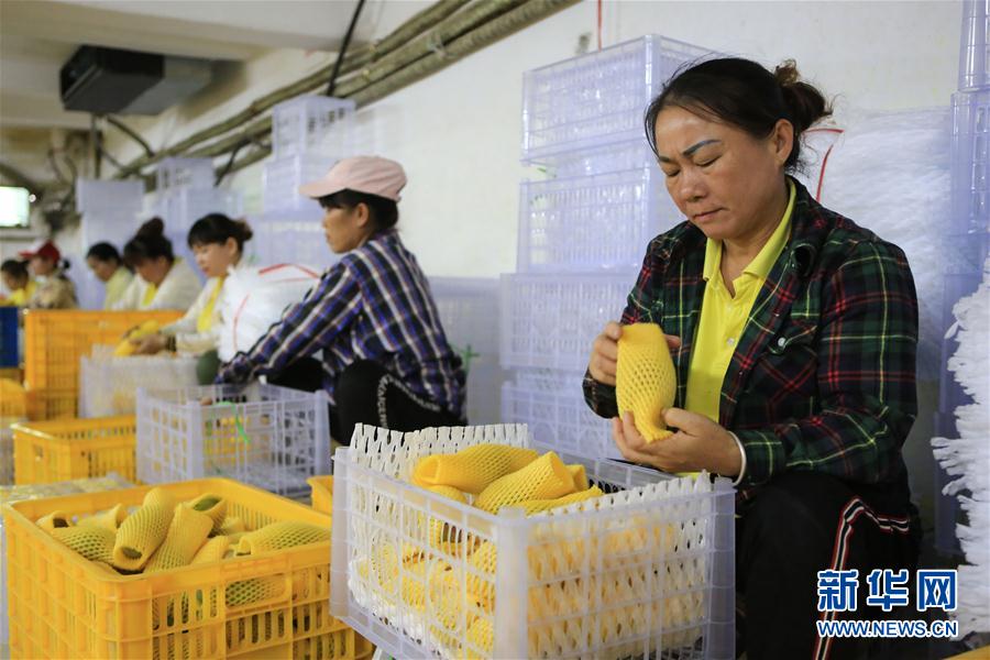 (經(jīng)濟(jì))(4)海南三亞:依附自然優(yōu)勢(shì) 做大芒果產(chǎn)業(yè) (經(jīng)濟(jì))(4)海南三亞:依附自然優(yōu)勢(shì) 做大芒果產(chǎn)業(yè)