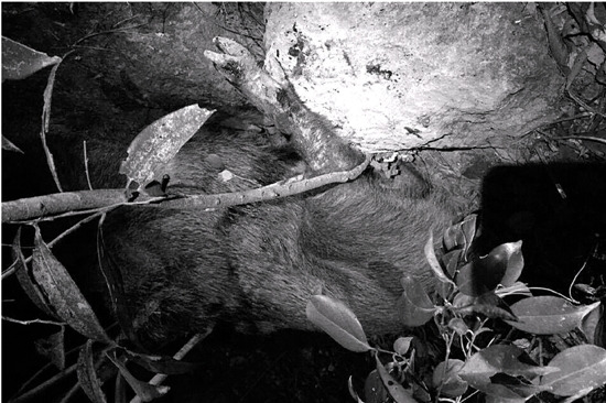 �ϫC���M(j��n)ɽʧ(li��n)���ҵ�ʬ�w������Ұ�i�ײ���D��