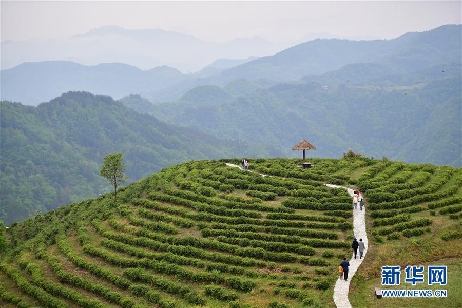 (新華全媒頭條·走向我們的小康生活·圖文互動)(5)蹚出綠色小康路——陜南秦巴山區(qū)的脫貧答卷